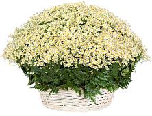 Цветочная композиция из Ромашки в корзине #REPLACE_PRED# Ковалево
